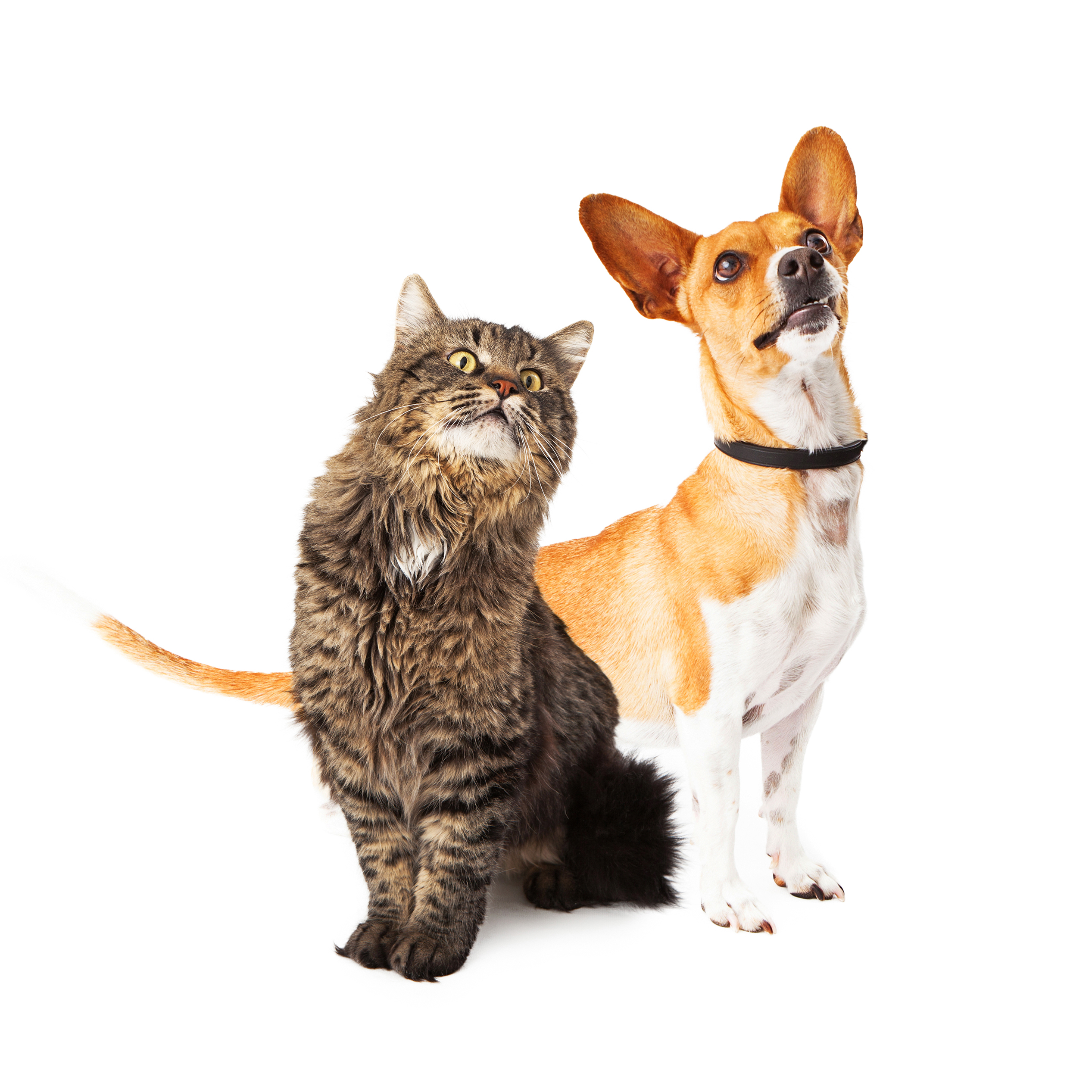 Gato y perro juntos